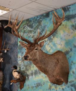 Gold Medal Record Book 20pts. Red Stag Shoulder Taxidermy Mount