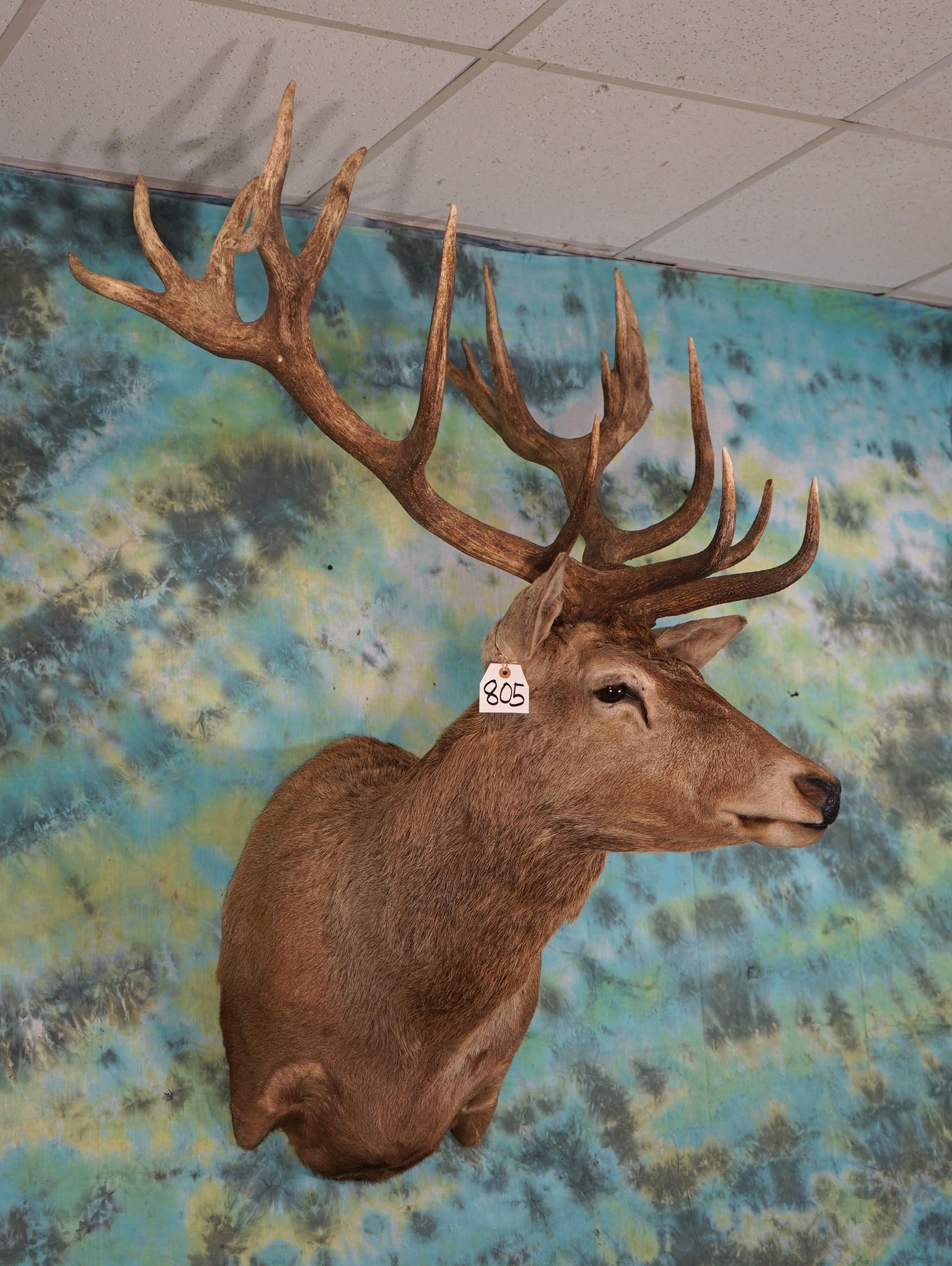 Gold Medal Record Book 20pts. Red Stag Shoulder Taxidermy Mount