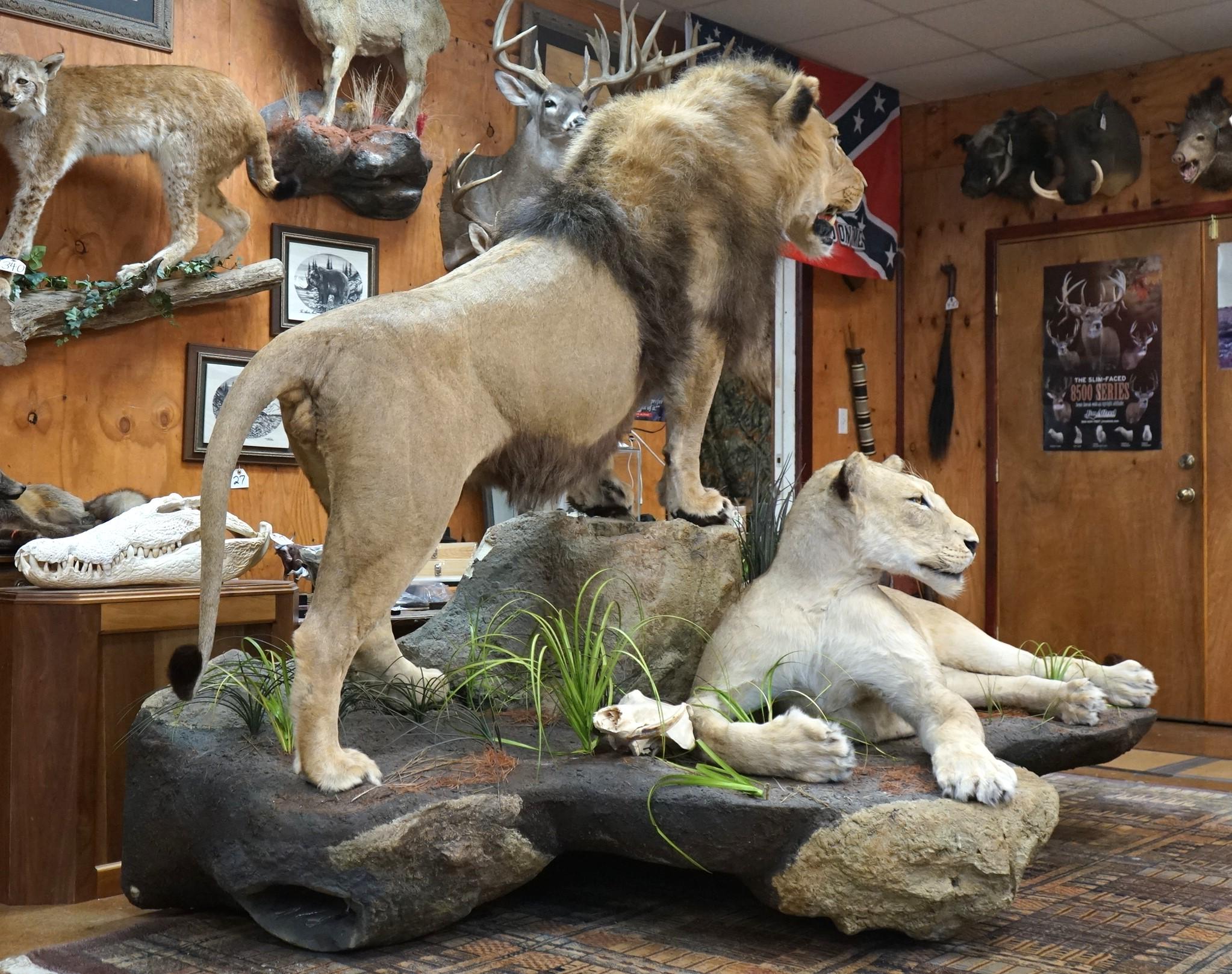 Pair of African Lions Full Body Taxidermy Mounts in Natural Habitat **Texas Residents Only!**