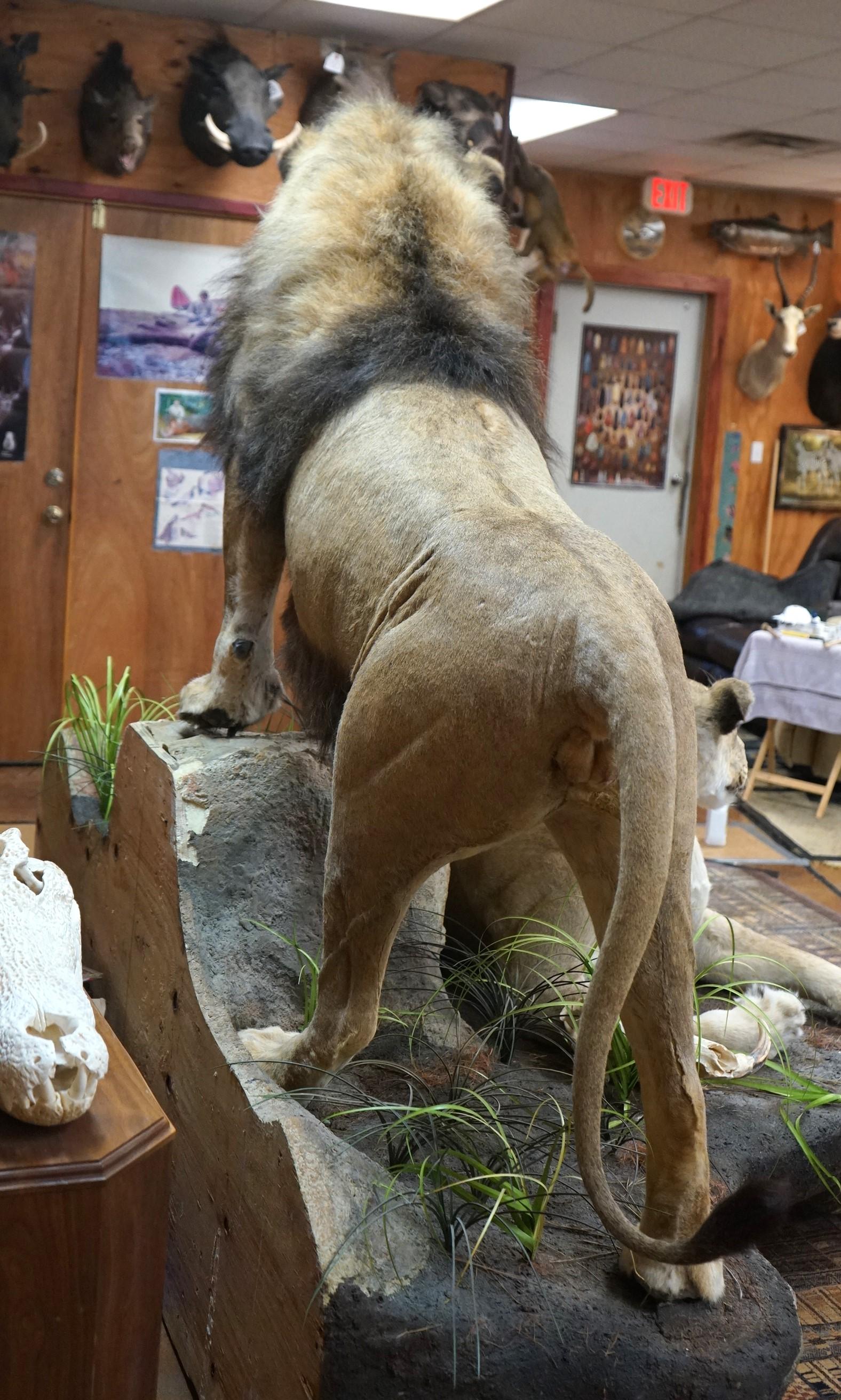 Pair of African Lions Full Body Taxidermy Mounts in Natural Habitat **Texas Residents Only!**