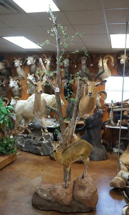 African Trio Diorama Full Mount Klipspringer and Shoulder Mounts of Impala  & Mountain Reedbuck in H