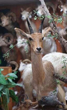 African Trio Diorama Full Mount Klipspringer and Shoulder Mounts of Impala  & Mountain Reedbuck in H