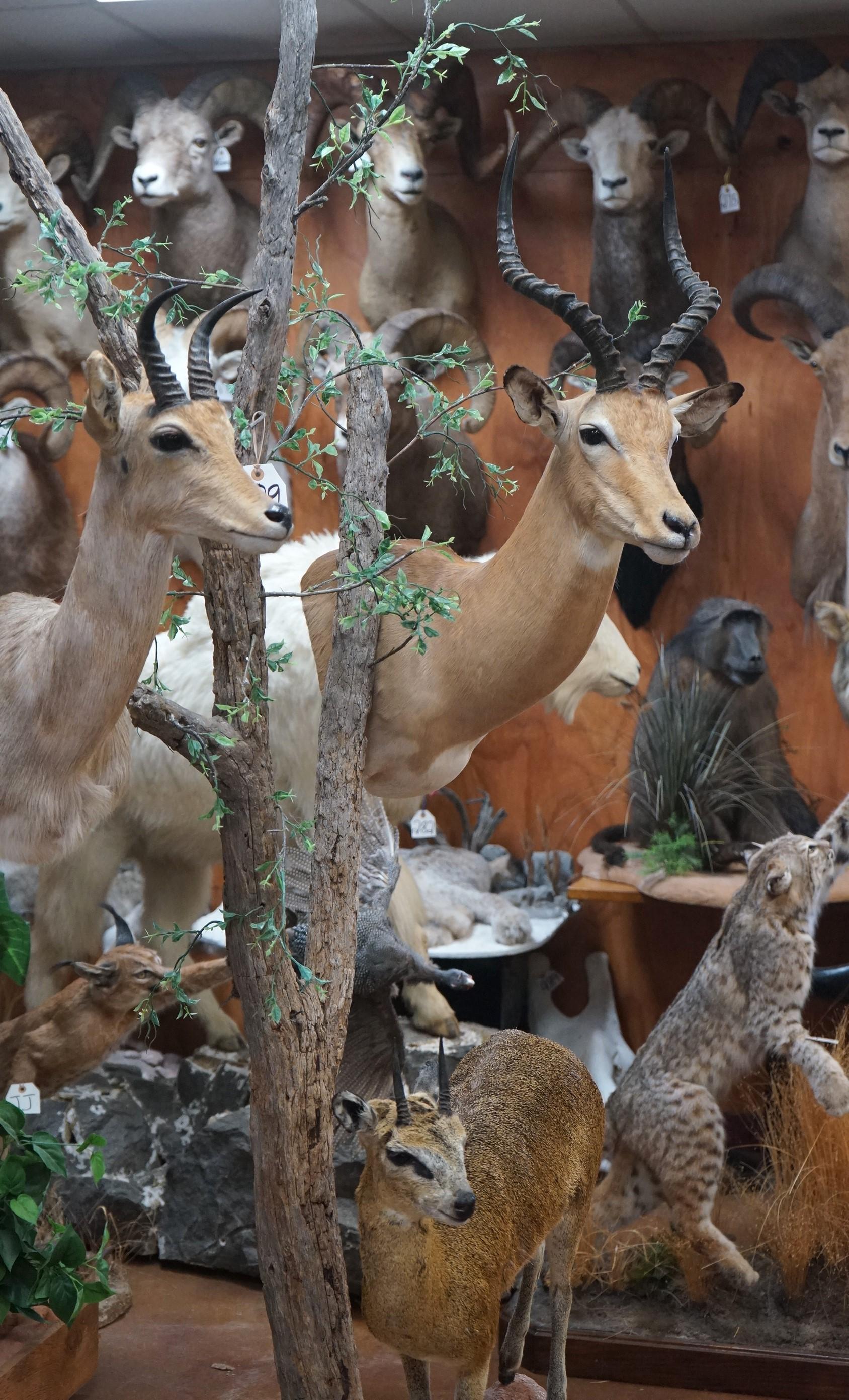 African Trio Diorama Full Mount Klipspringer and Shoulder Mounts of Impala  & Mountain Reedbuck in H