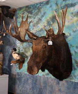 Record Book Shiras Moose Shoulder Taxidermy Mount