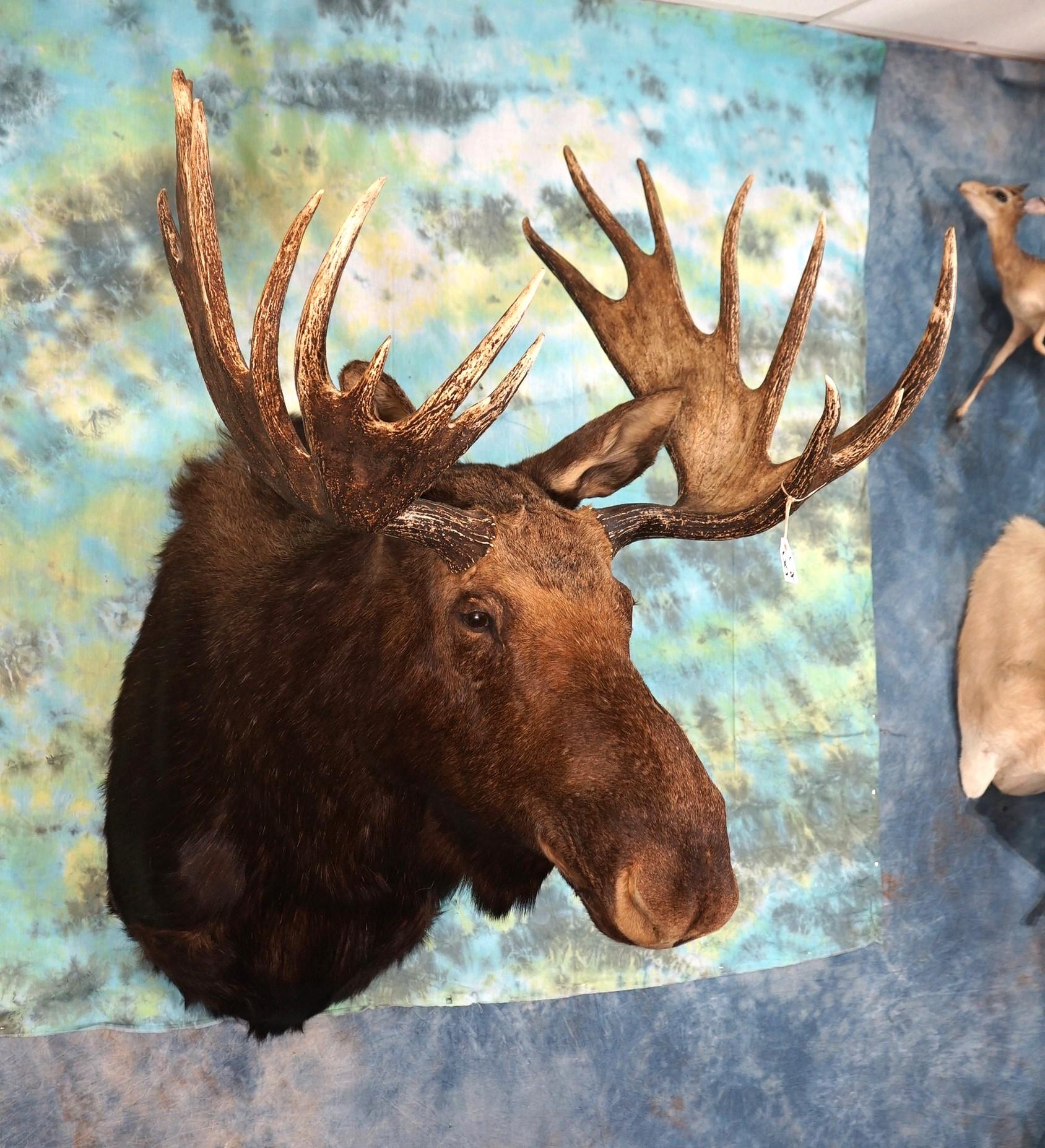 Record Book Shiras Moose Shoulder Taxidermy Mount