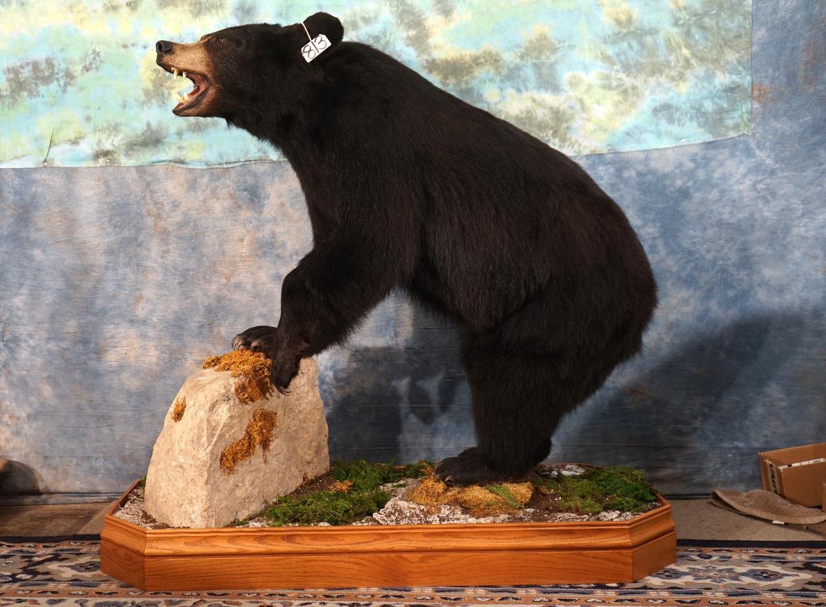 Black Bear Full Body Taxidermy Mount in Habitat