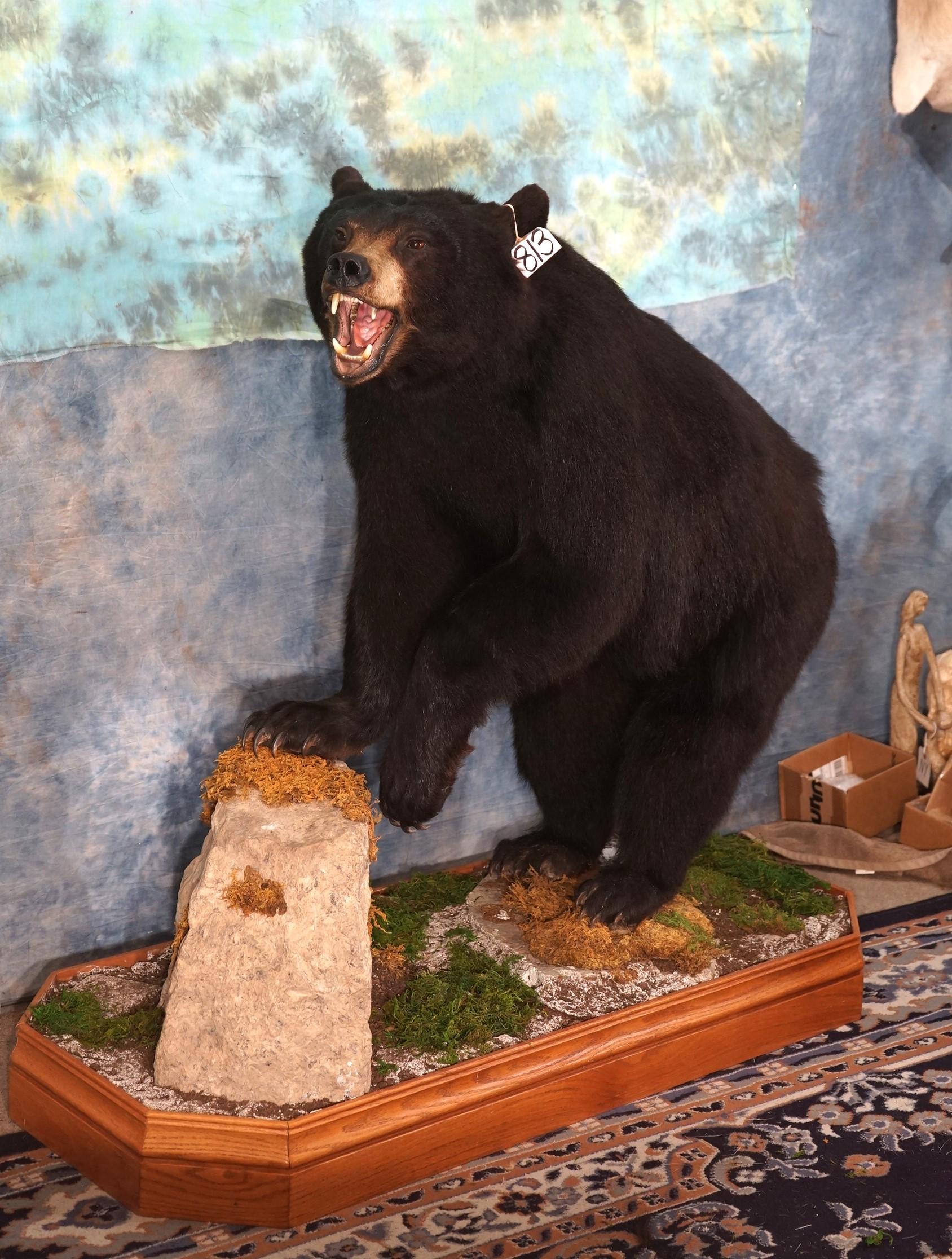 Black Bear Full Body Taxidermy Mount in Habitat