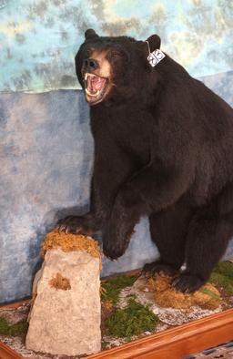 Black Bear Full Body Taxidermy Mount in Habitat