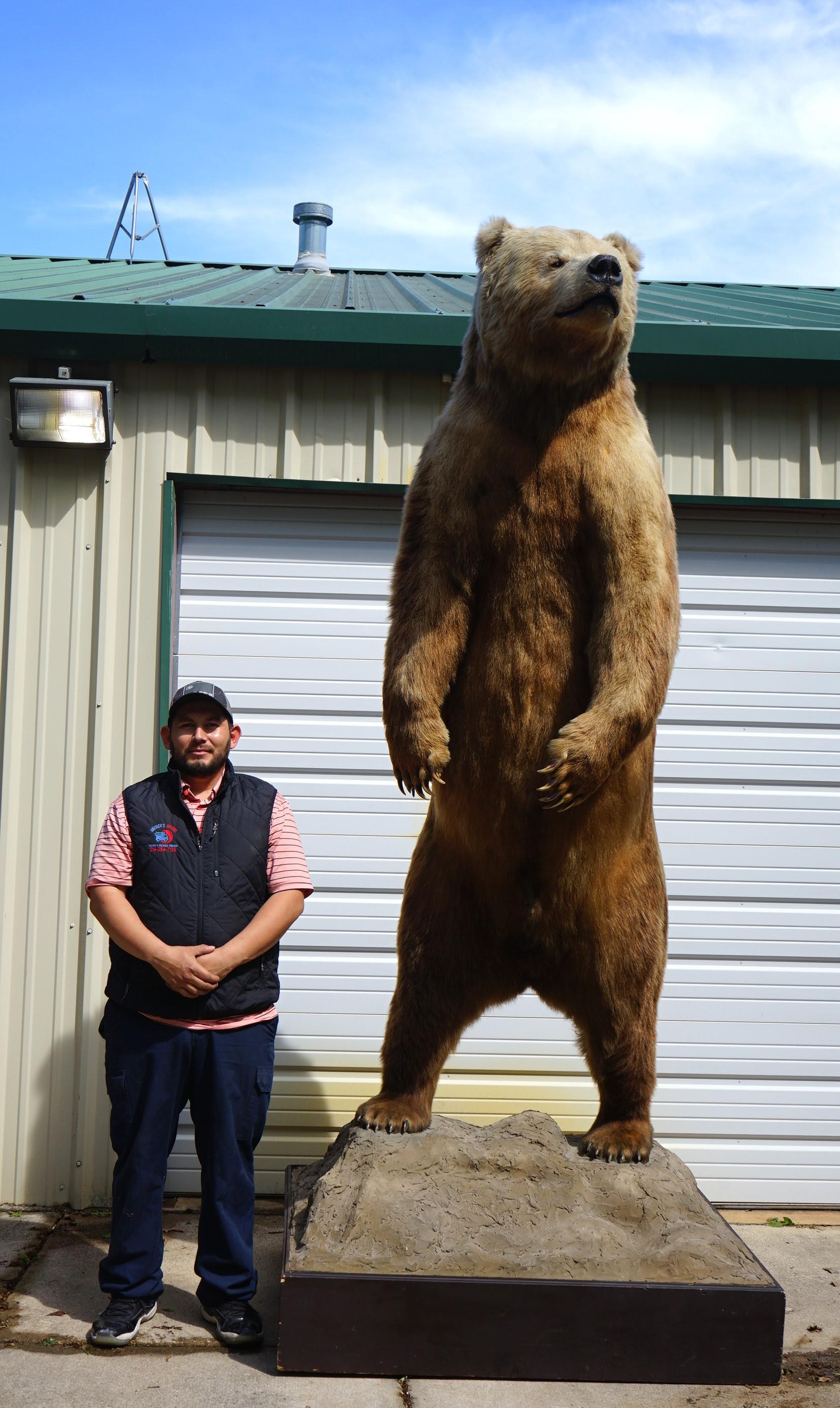 Giant 10 1/2 Footer Kodiak Brown Bear Full Body Taxidermy Mount