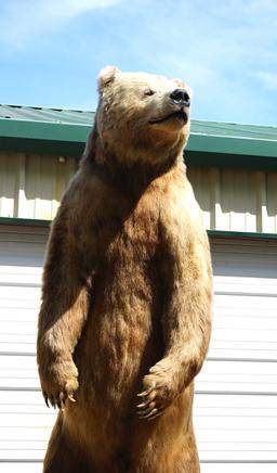 Giant 10 1/2 Footer Kodiak Brown Bear Full Body Taxidermy Mount