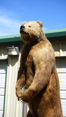 Giant 10 1/2 Footer Kodiak Brown Bear Full Body Taxidermy Mount