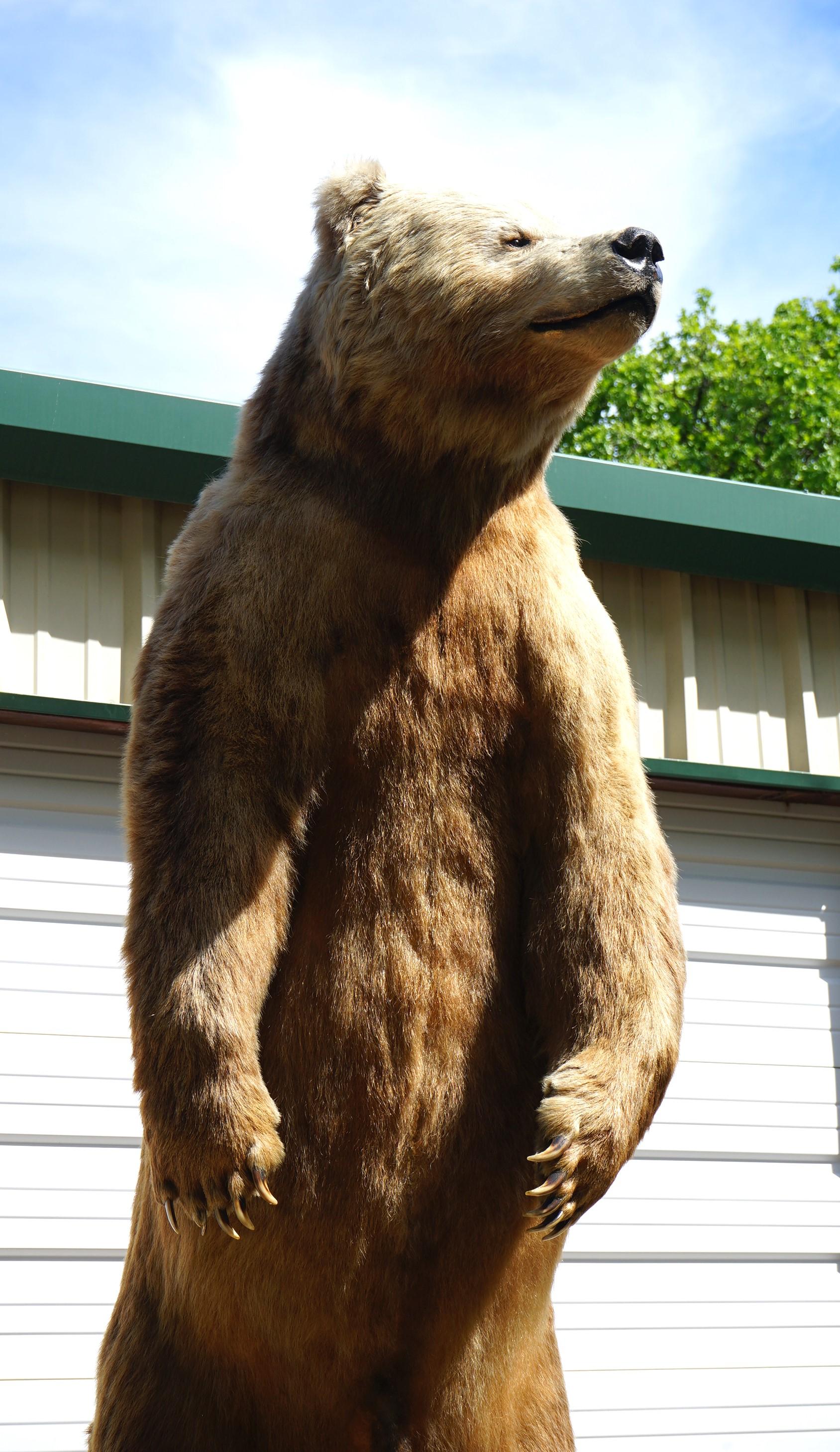 Giant 10 1/2 Footer Kodiak Brown Bear Full Body Taxidermy Mount