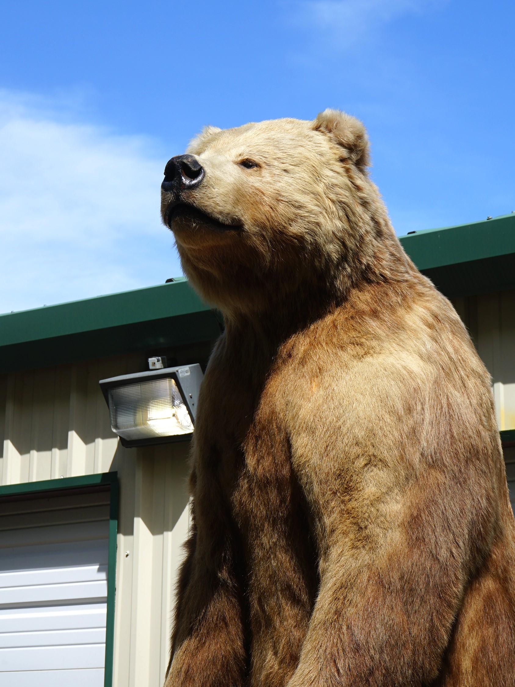 Giant 10 1/2 Footer Kodiak Brown Bear Full Body Taxidermy Mount