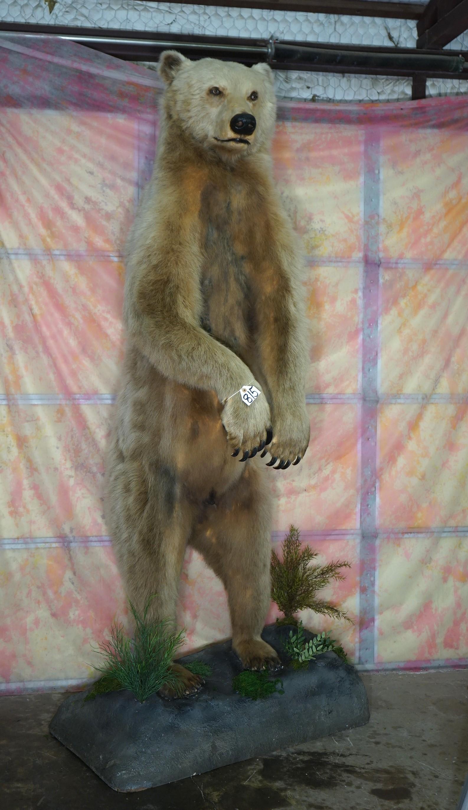 Pretty Blonde Alaskan Brown Bear Full Body Taxidermy Mount