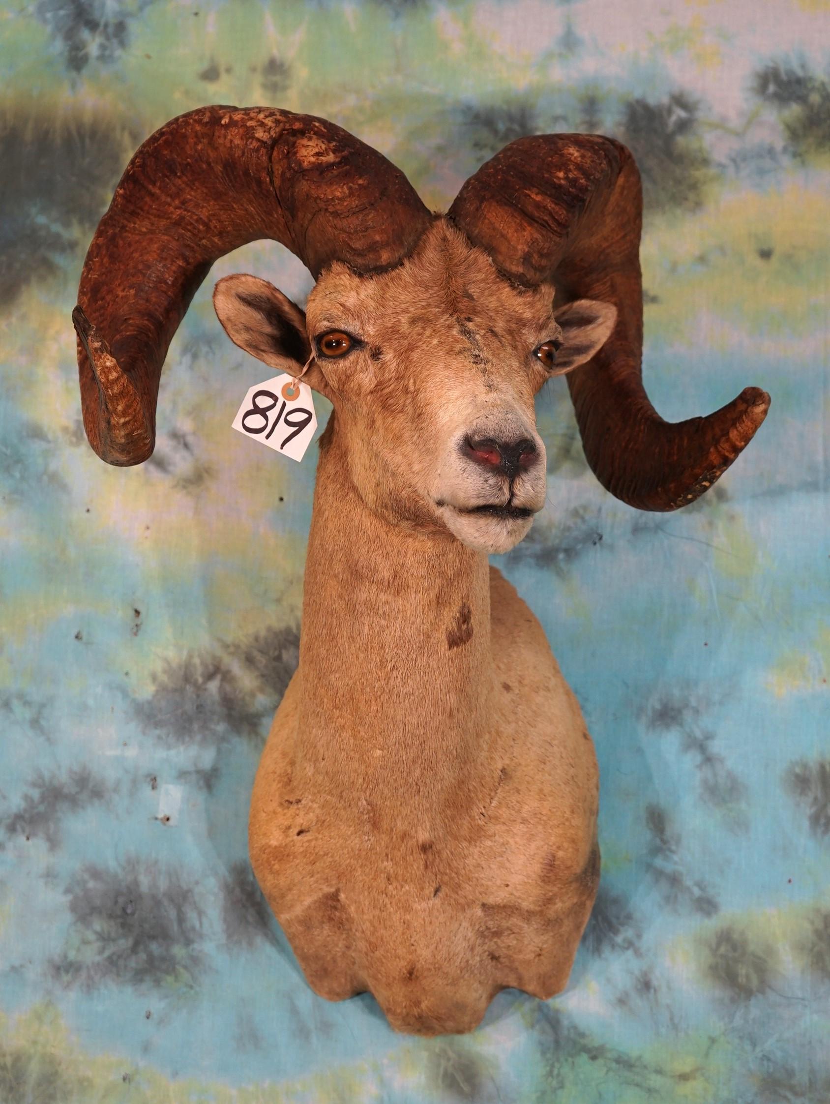 Desert Bighorn Sheep Shoulder Taxidermy Mount