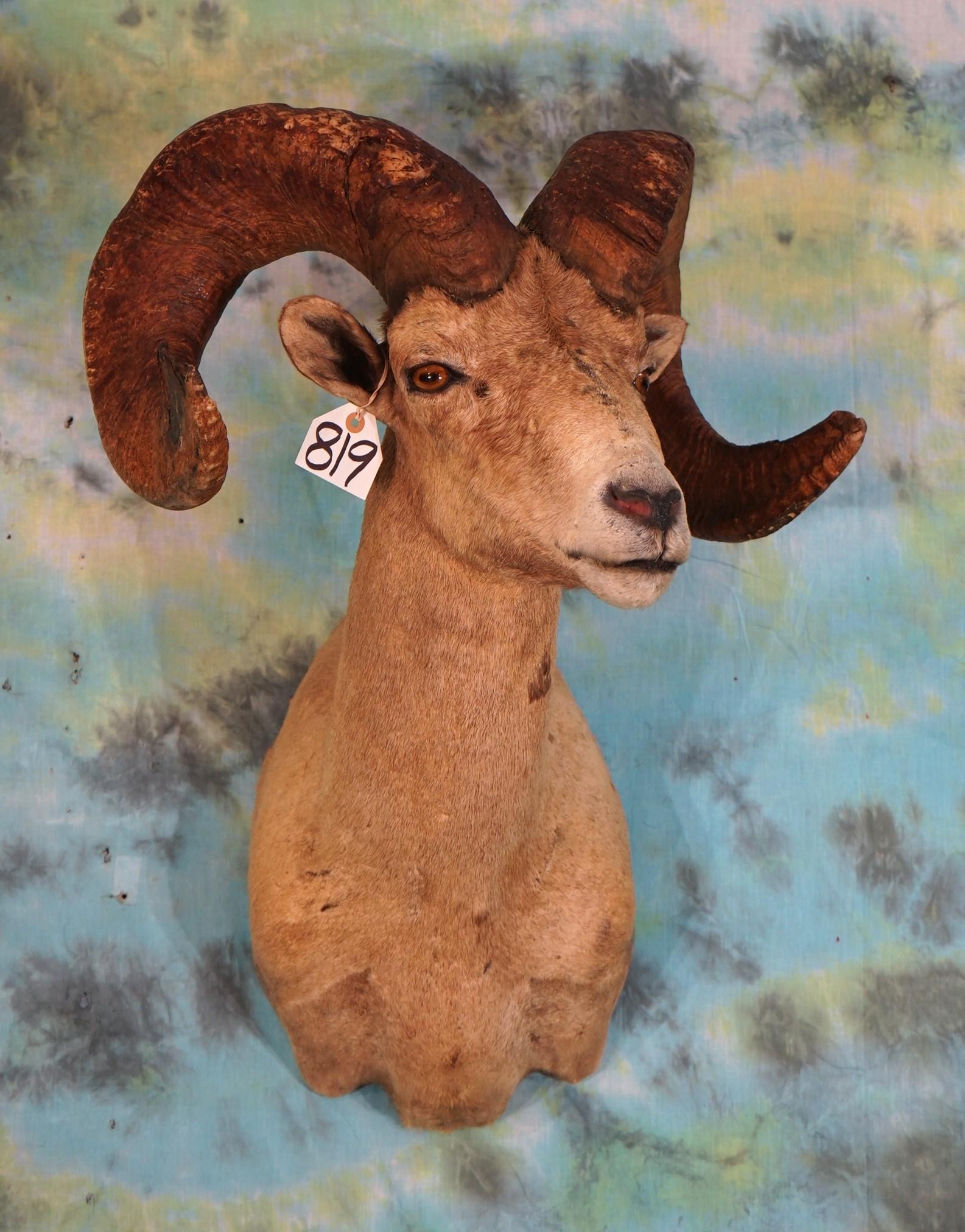 Desert Bighorn Sheep Shoulder Taxidermy Mount