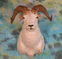 Alaskan Dall Sheep Shoulder Taxidermy Mount