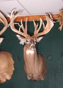 302 2/8" gross 31pts. Ohio Monster Whitetail Non-typical Shoulder Taxidermy Mount