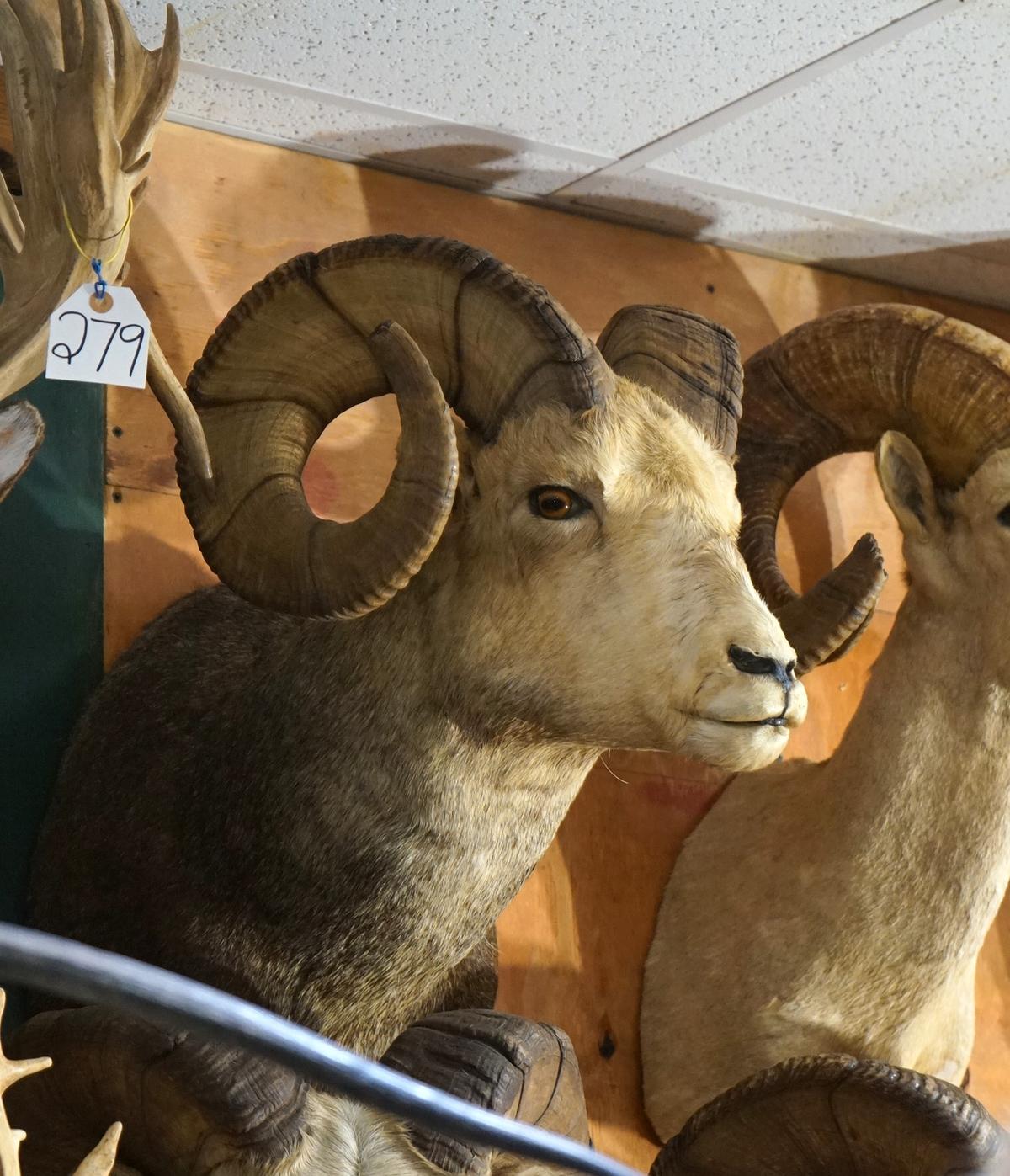 Stone Sheep Shoulder Taxidermy Mount