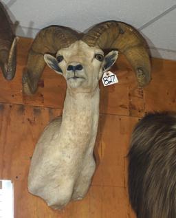 Desert Bighorn Sheep Shoulder Taxidermy Ram Mount