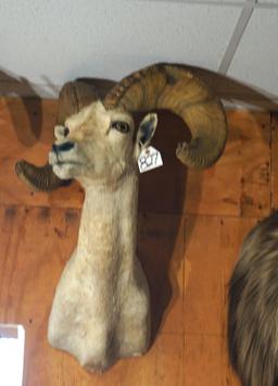 Desert Bighorn Sheep Shoulder Taxidermy Ram Mount