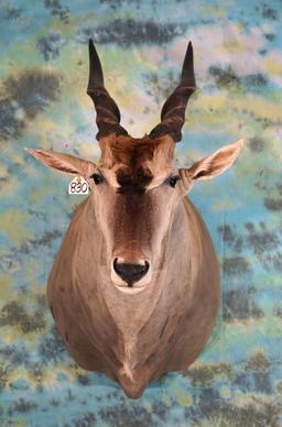 African Livingstone Eland Shoulder Taxidermy Mount