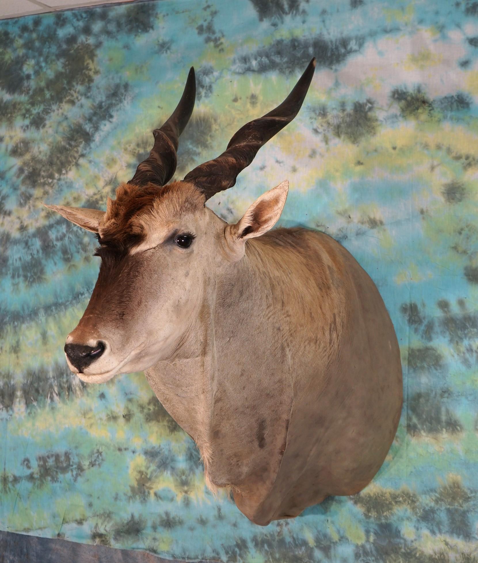 African Livingstone Eland Shoulder Taxidermy Mount