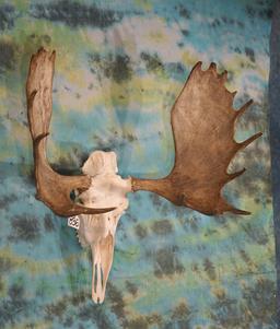 Shiras Moose Skull Taxidermy