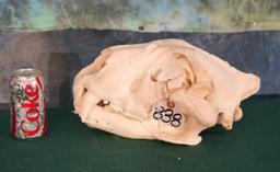 African Lion Skull Taxidermy **Texas Residents Only!**