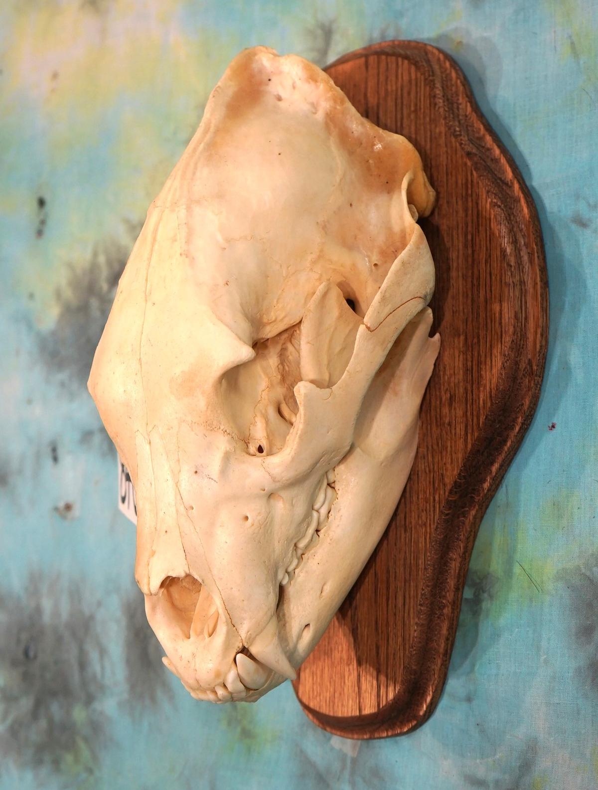 Large Record Class Black Bear Skull Taxidermy