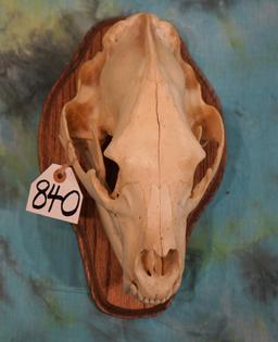 Large Record Class Black Bear Skull Taxidermy