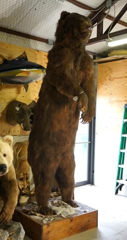 "Gigantic Cave Bear Reject" Alaskan Brown 11Ft. 5" Full Body Taxidermy Mount