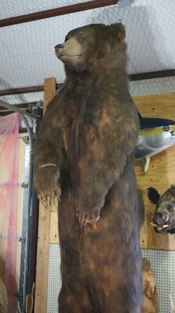 "Gigantic Cave Bear Reject" Alaskan Brown 11Ft. 5" Full Body Taxidermy Mount