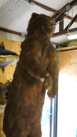 "Gigantic Cave Bear Reject" Alaskan Brown 11Ft. 5" Full Body Taxidermy Mount