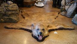 Cinnamon Blond Colored Black Bear Rug Taxidermy Mount