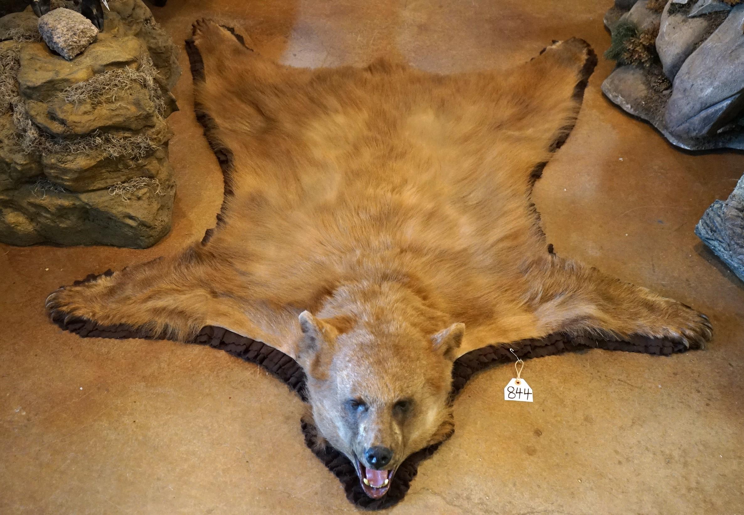 Cinnamon Blond Colored Black Bear Rug Taxidermy Mount