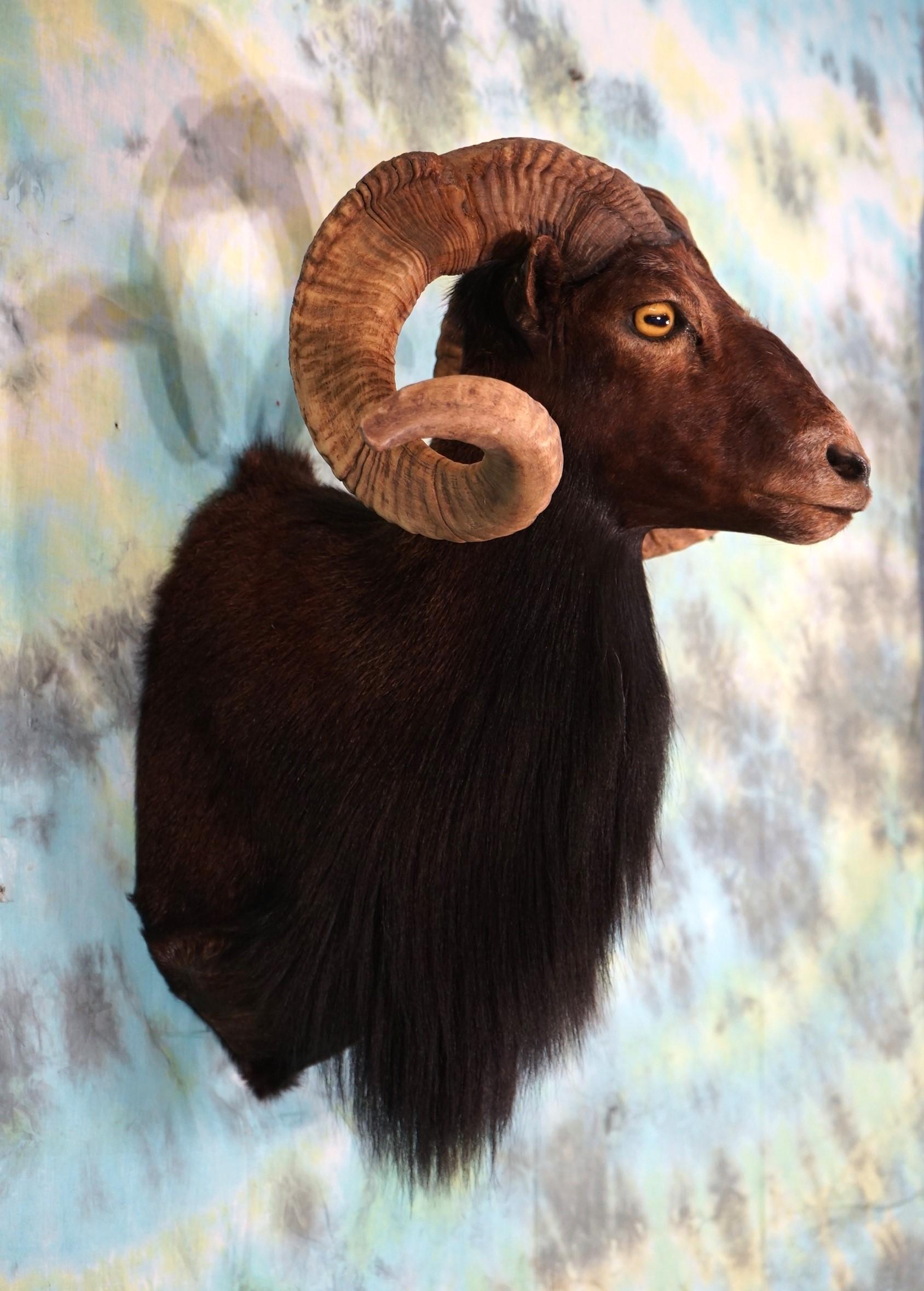 Black Hawaiian Sheep Shoulder Taxidermy Ram Mount