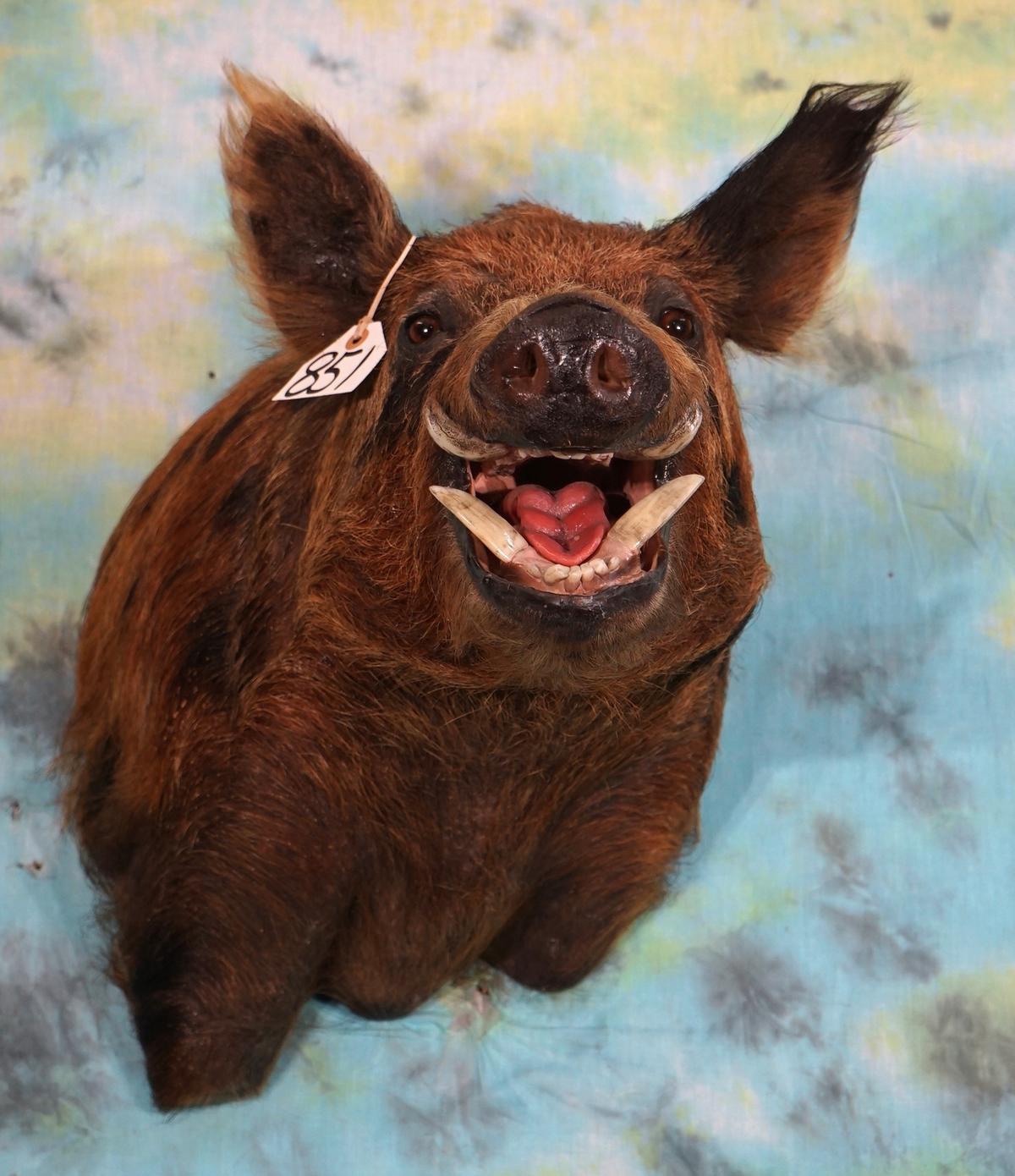 Rusty Red Feral or "Wild Boar" Shoulder Taxidermy Mount