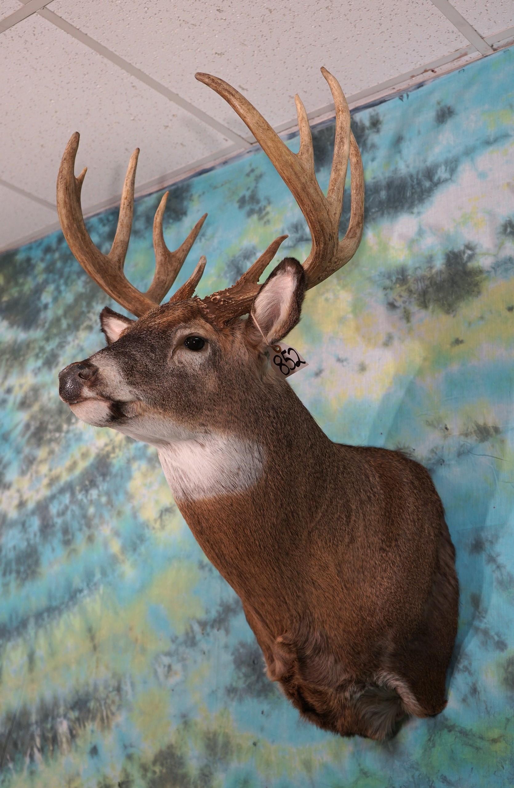 Wild Northern Whitetail Deer 12pt. 168 to 172 gross Shoulder Taxidermy Mount