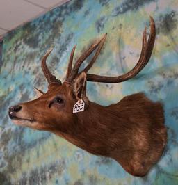 Javan Rusa Deer Shoulder Taxidermy Mount