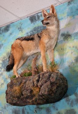 African Black-Backed Jackal Full Body Taxidermy Wall Mount