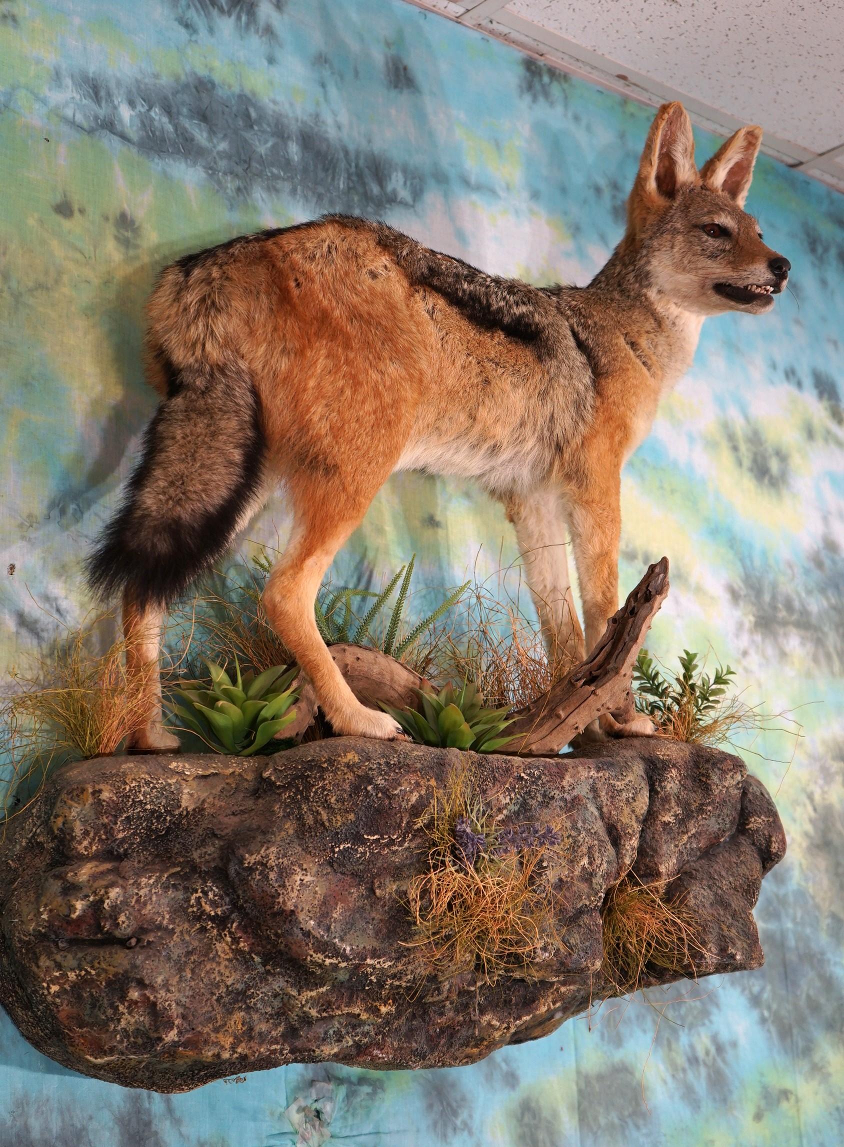 African Black-Backed Jackal Full Body Taxidermy Wall Mount