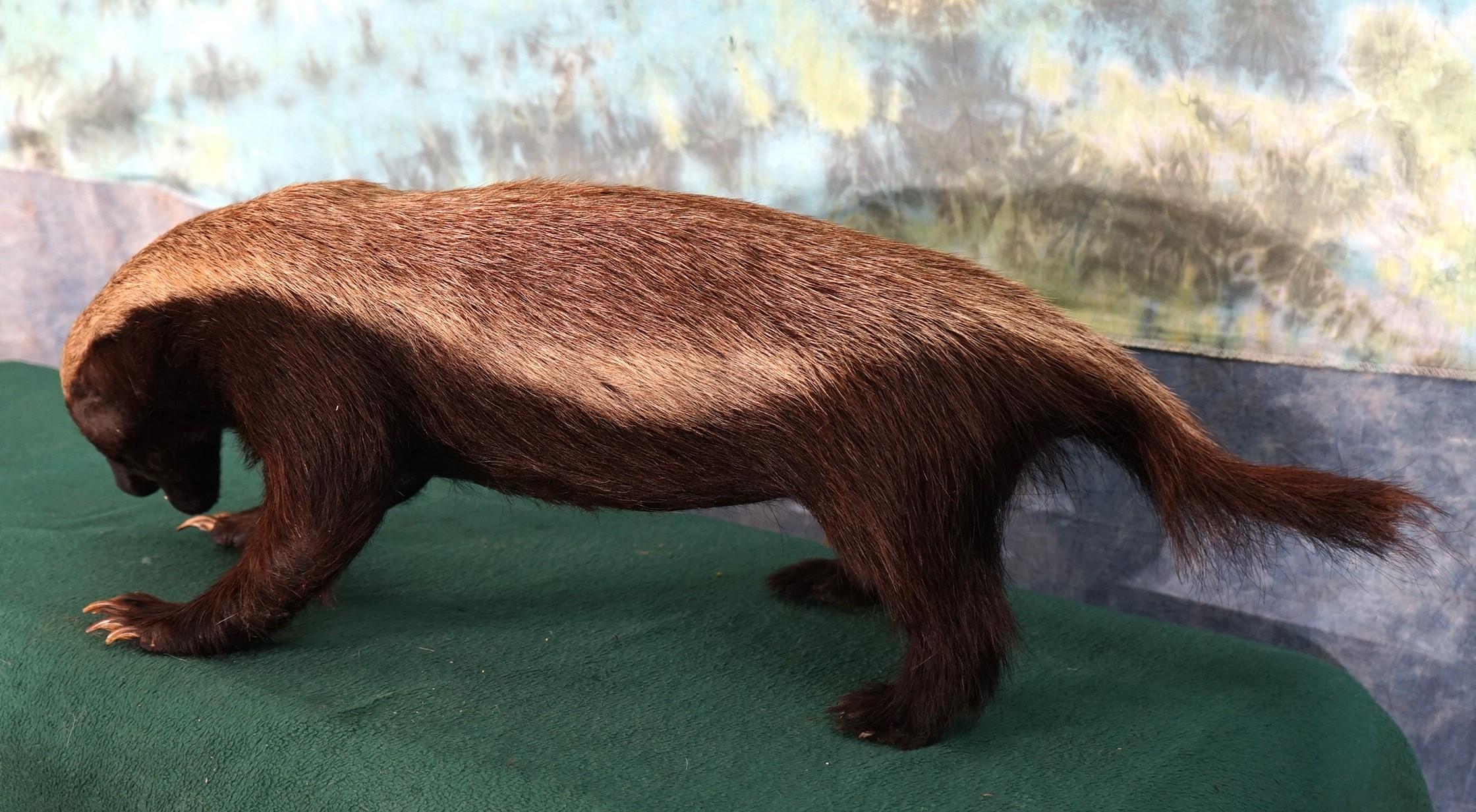 Rare African Honey Badger Full Body Taxidermy Mount