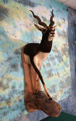 Half Body Black Antelope Taxidermy Mount