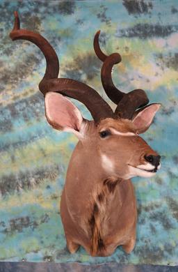 59 x 57 3/8" Gold Medal Southern Greater Kudu Shoulder SCI Record Book Trophy Taxidermy Mount