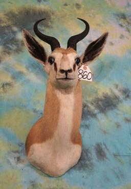 African Southern Common Springbuck Gazelle Shoulder Taxidermy Mount