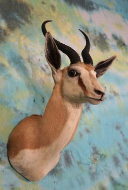 African Southern Common Springbuck Gazelle Shoulder Taxidermy Mount