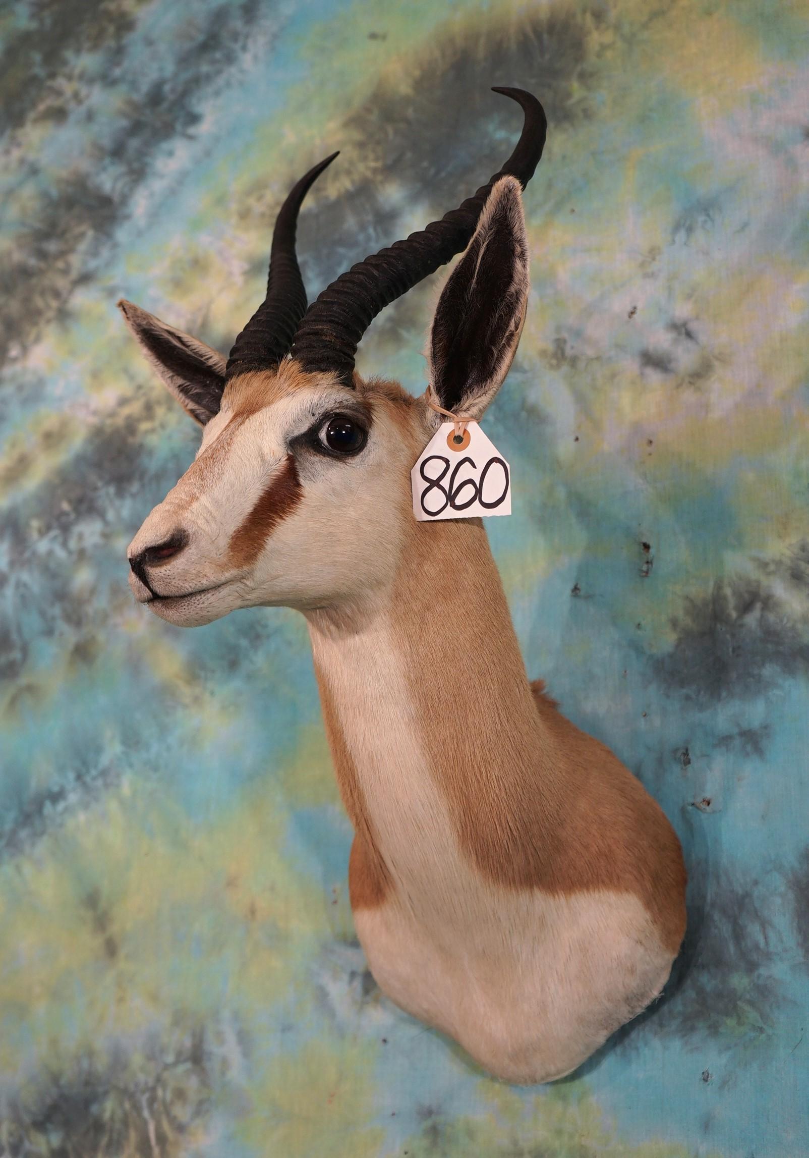 African Southern Common Springbuck Gazelle Shoulder Taxidermy Mount