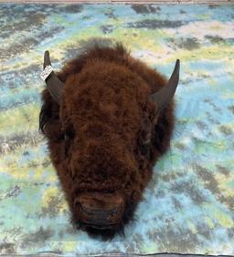 American Bison Rug Head For Table or Wall Display Taxidermy Mount