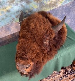 American Bison Rug Head For Table or Wall Display Taxidermy Mount